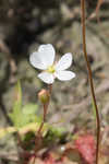 dwarf sundew